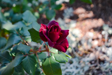 Dark red rose in rose garden in DC