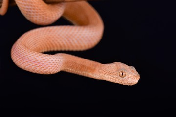 Mangrove pit viper (Trimeresurus purpureomaculatus) LEUCISTIC