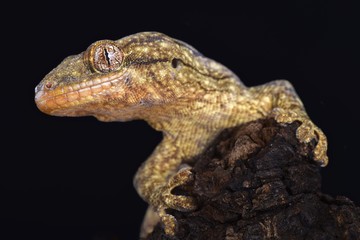 Wahlberg's velvet gecko (Homopholis wahlbergii )
