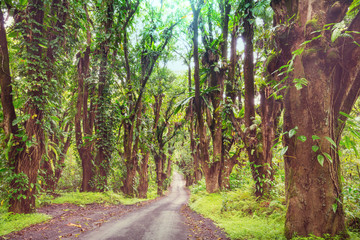 Road in jungle