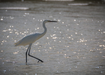 Snovy Egret - Egretta Thula Closeup
