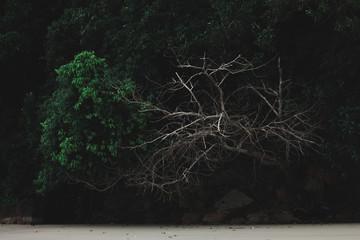 Alive and  Dead Tree