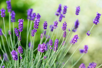 Obraz premium Kwiaty lawendy