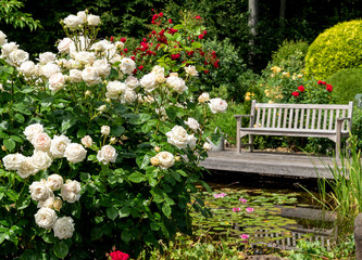 Fototapeta premium Rosengarten