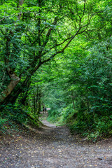 Sur le sentier du Bois de Serre à Dardilly
