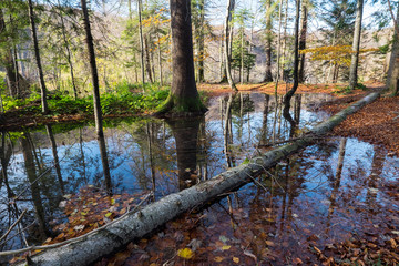 Deep wet forest autumn landscape, Croatia.