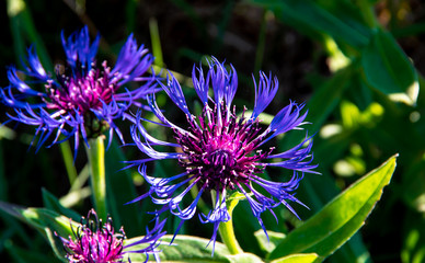 Couple of beautiful mountain cornflowers