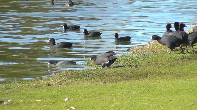 The Eurasian coot (Fulica atra), aka the common coot, is a member of the rail and crake bird family.  It is found in Europe, Asia, Australia and parts of Africa. 