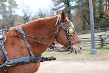 Obraz premium work horses