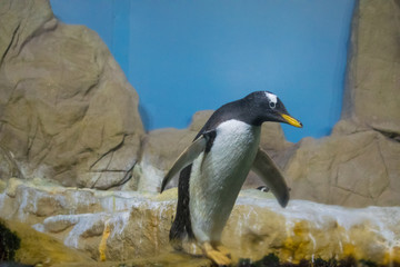 penguin on the rock