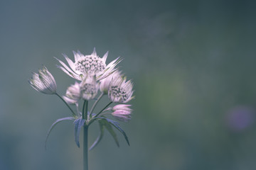 Fleur sauvage blanche (Grande Astrance)
