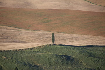 paesaggiocon cipresso solitario