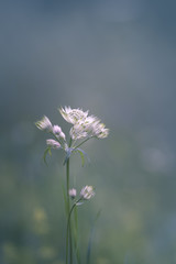 Fleur sauvage blanche (Grande Astrance)