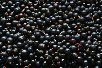 Black currant. Background of berries. Fresh organic currant from a rural garden. Organic currant berries. Ecological berries for desserts, cocktails or jams