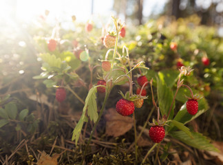 Wild strawberries at sunset in a pine forest.