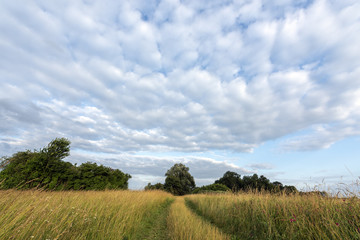 Chemin dans les prés