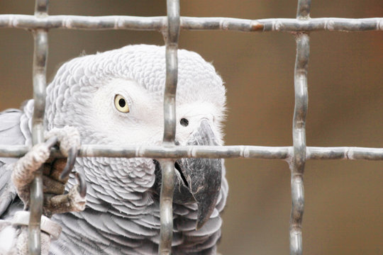 close up of a grey timneh parrot in a cage (Psittacus erithacus timneh)