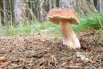 Boletus edulis. Fungus in the natural environment.