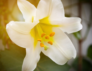 Obraz premium Beautiful delicate Lily flower yellow in the sun