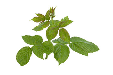 bush raspberry on a white background