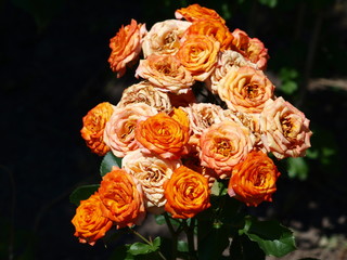 Rose is the queen of the garden