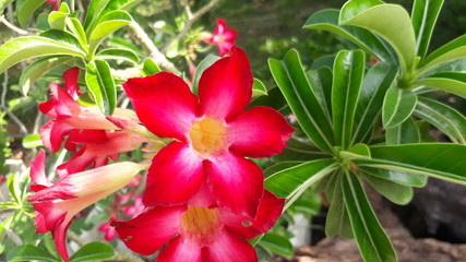 Rose periwinkle beautiful flower plant tropical