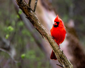Cardinal with a bug on a branch