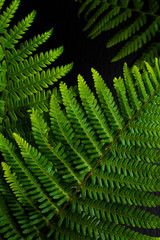 Fototapeta na wymiar Go Green background ferns leave on black slate stone background