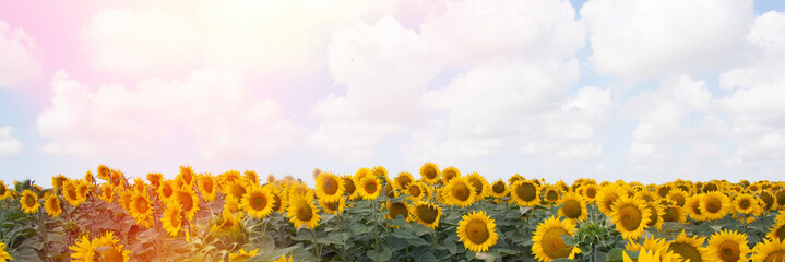 landscape of a sunflower field on a Sunny day