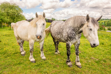 Close up of two white and dappled french percherons horses, Perche province, France