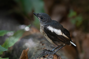 Bird in black and white color..Oriental Magpie Robin fledgling bird perching on log .