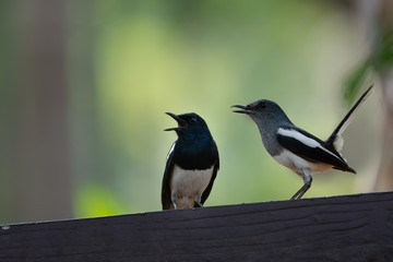 Bird in black and white color..Oriental Magpie Robin male and female bird standing on house fence open mouth wide and lifting tail natural blurred background.