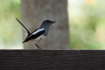 Bird in black and white color..Oriental Magpie Robin female bird standing on house fence open mouth wide and lifting tail.