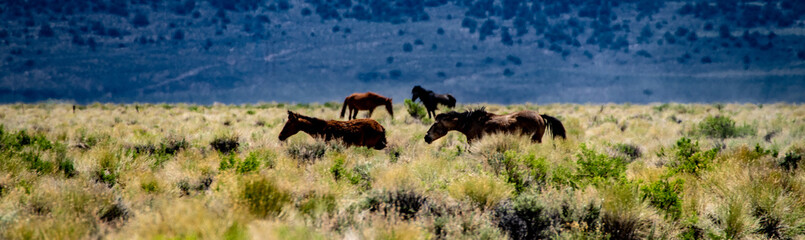 Wild mustangs near Dobie Meadows Road in Mono County, California