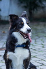 Border collie com 3 cores, pelo médio - cachorro manso