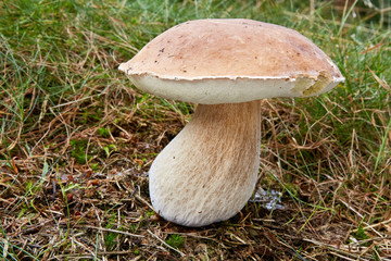 Boletus edulis. Fungus in the natural environment.