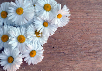 pattern on a postcard of white and yellow flowers of daisies