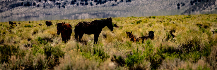 Wild mustangs near Dobie Meadows Road in Mono County, California