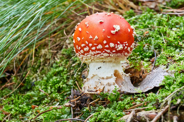 Amanita muscaria in the natural environment.
