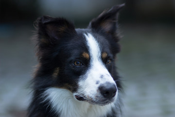 Border collie com 3 cores, pelo médio - cachorro manso