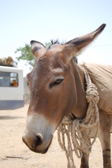 Obraz premium Erythrée