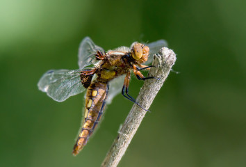 Dragonfly - Broad-bodied Chaser - female of Libellula depressa - close up