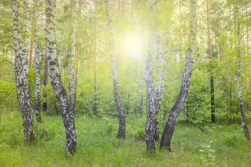 summer birch forest