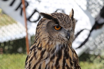 Owl