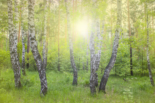 Fototapeta summer birch forest