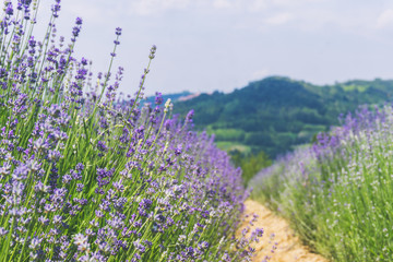 Obraz premium Violet lavender field in Piedmont, Italy.
