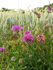 naturheilmittel und hummelwiese mariendistel