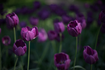 tulip, flower, spring, tulips, nature, purple, pink, garden, flowers, green, field, floral, beauty, blossom, bloom, plant, beautiful, flora, color, park, petal, colorful, red, summer, season