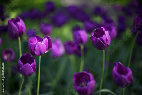 Tulip Flower Spring Nature Purple Tulips Pink Garden