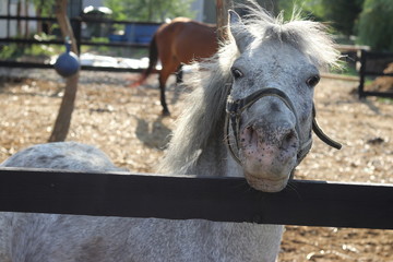 white horse with a funny face, waiting for food 